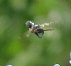 Hylaeus hyalinatus