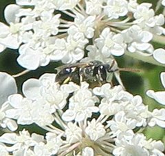 Hylaeus hyalinatus