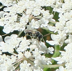 Hylaeus hyalinatus