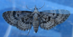 Eupithecia palpata