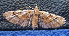 Eupithecia palpata