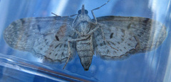 Eupithecia tripunctaria