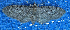 Eupithecia tripunctaria