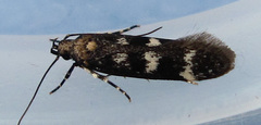 Gelechiini
