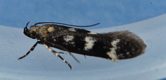 Gelechiini