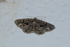 Peribatodes ilicaria