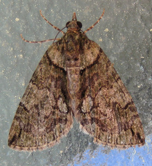 Hydriomena transfigurata