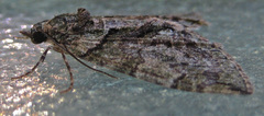 Hydriomena transfigurata