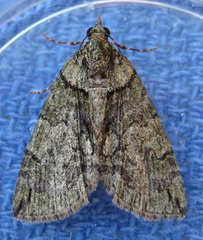 Hydriomena transfigurata