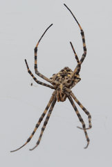 Argiope lobata