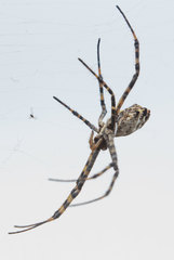 Argiope lobata