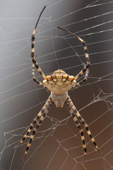 Argiope lobata