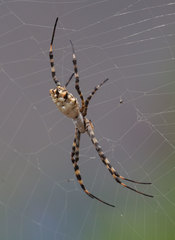 Argiope lobata