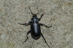 Calosoma maderae