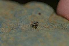 Pomatinus substriatus
