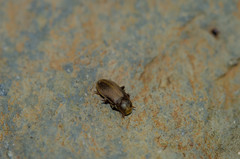 Pomatinus substriatus