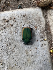 Cotinis mutabilis