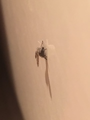 Clogmia albipunctata
