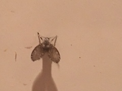 Clogmia albipunctata