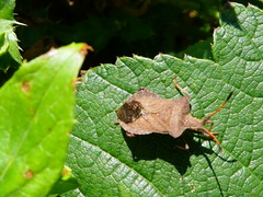 Coreus marginatus