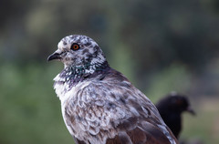 Columba livia domestica