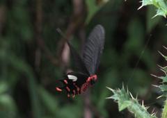 Byasa polyeuctes