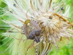 Dolycoris baccarum