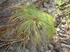 Bulbostylis paradoxa