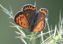 Lycaena panava