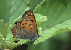 Lycaena panava