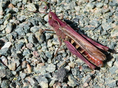 Chorthippus brunneus
