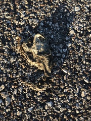 Bufotes viridis balearicus