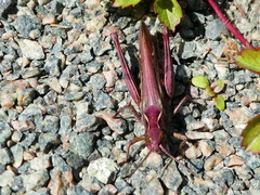 Chorthippus brunneus