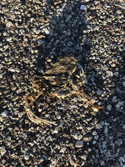 Bufotes viridis balearicus