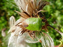 Palomena prasina