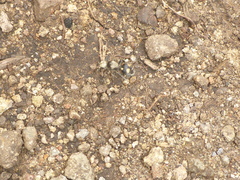 Dasymutilla chalcocephala