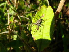 Pisaura mirabilis