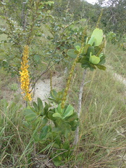 Vochysia pruinosa