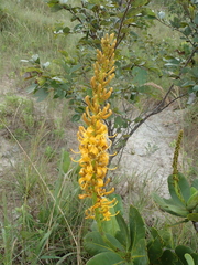 Vochysia pruinosa
