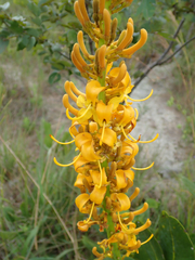 Vochysia pruinosa