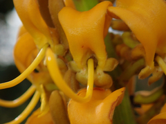 Vochysia pruinosa