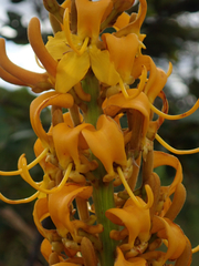 Vochysia pruinosa