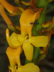 Vochysia pruinosa