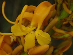 Vochysia pruinosa