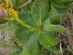 Vochysia pruinosa