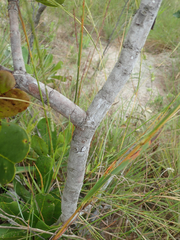 Vochysia pruinosa