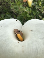 Hyperolius horstockii