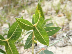 Manihot sagittato-partita
