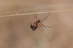 Argyrodes argyrodes