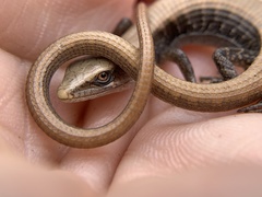 Southern Alligator Lizard photo 5
